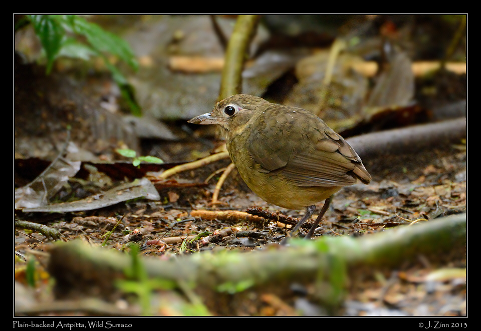 plain_backed_antpitta_6196b
