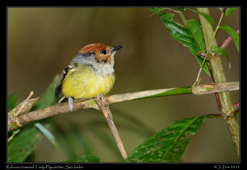 rufous_crowned_tody_flycatcher_5823a