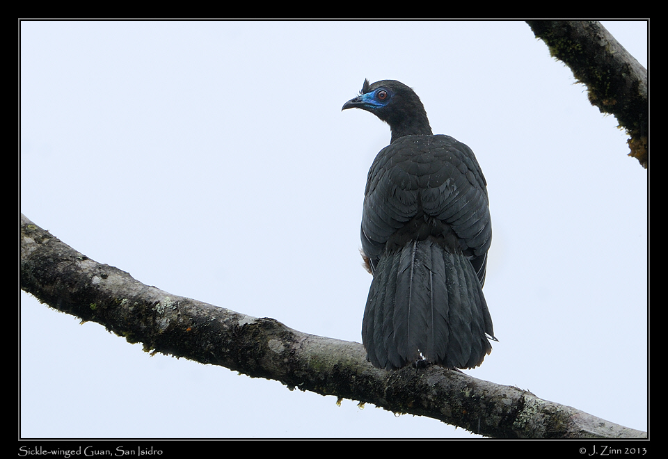 sickle_winged_guan_5806b