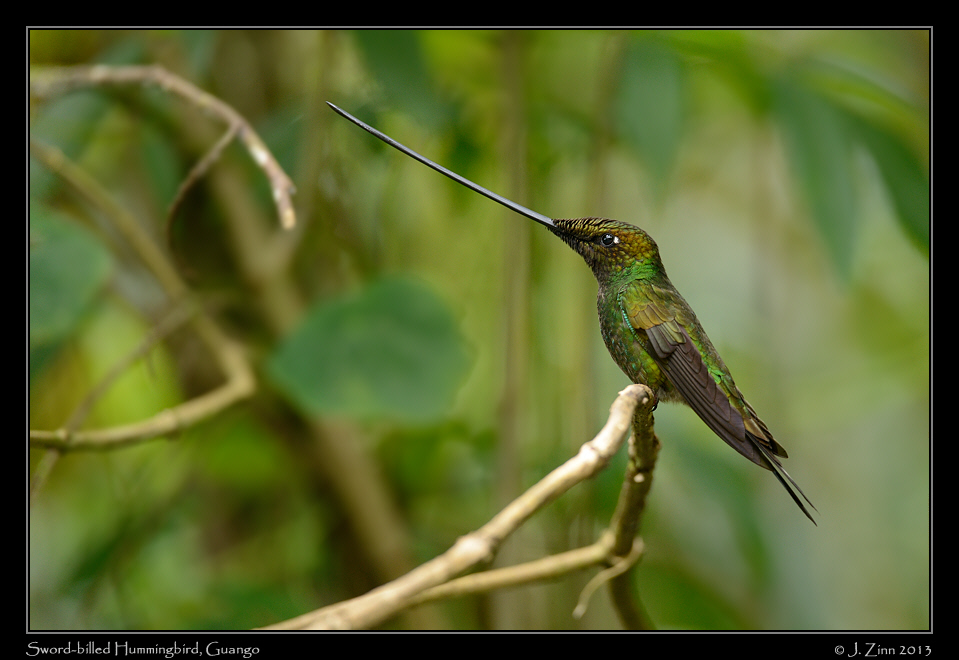 sword_billed_hummingbird_4998a