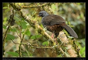  Andean Guan, Guango, Ecuador � Janet Zinn 2013
