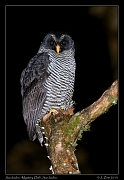  San Isidro Mystery Owl (prob. Black-and-white Owl), San Isidro, Ecuador � Janet Zinn 2013