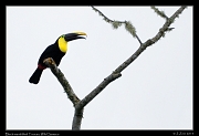  Black-mandibled Toucan, Wild Sumaco, Ecuador � Janet Zinn 2013