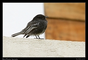  Black Phoebe, San Isidro, Ecuador � Janet Zinn 2013