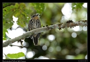  Black-streaked Puffbird, Wild Sumaco, Ecuador � Janet Zinn 2013