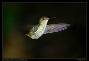  Booted Raquet-tail (female), Wild Sumaco, Ecuador � Janet Zinn 2013