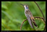  Brown Violetear, Wild Sumaco, Ecuador � Janet Zinn 2013