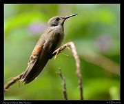  Brown Violetear, Wild Sumaco, Ecuador � Janet Zinn 2013
