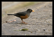  Chestnut-bellied Thrush (road near San Isidro), Ecuador � Janet Zinn 2013
