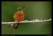  Chestnut-breasted Coronet, Guango, Ecuador � Janet Zinn 2013