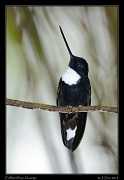  Collared Inca, Guango, Ecuador � Janet Zinn 2013