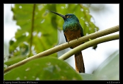  Coppery-chested Jacamar, Wild Sumaco, Ecuador � Janet Zinn 2013