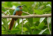  Coppery-chested Jacamar (female), Wild Sumaco, Ecuador � Janet Zinn 2013