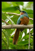  Coppery-chested Jacamar (female), Wild Sumaco, Ecuador � Janet Zinn 2013
