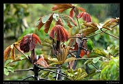 Emerald Toucanet in the rain, San Isidro, Ecuador � Janet Zinn 2013