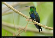 Fork-tailed Woodnymph, Wild Sumaco, Ecuador � Janet Zinn 2013
