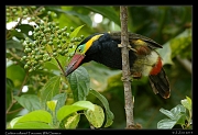  Golden-collared Toucanet, Wild Sumaco