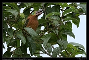  Golden-collared Toucanet (female), Wild Sumaco, Ecuador � Janet Zinn 2013