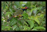  Golden-collared Toucanet, Wild Sumaco, Ecuador � Janet Zinn 2013