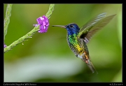 Golden-tailed Sapphire, Wild Sumaco, Ecuador � Janet Zinn 2013