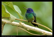  Golden-tailed Sapphire, Wild Sumaco, Ecuador � Janet Zinn 2013