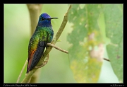  Golden-tailed Sapphire, Wild Sumaco, Ecuador � Janet Zinn 2013