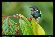  Gorgeted Woodstar, Wild Sumaco, Ecuador � Janet Zinn 2013