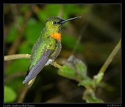  Gould's Jewelfront, Wild Sumaco, Ecuador � Janet Zinn 2013