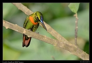  Gould's Jewelfront, Wild Sumaco, Ecuador � Janet Zinn 2013