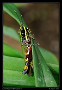  Grasshopper, Wild Sumaco, Ecuador � Janet Zinn 2013