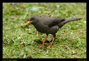  Great Thrush, Guango, Ecuador � Janet Zinn 2013