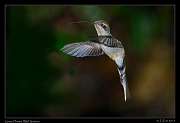 Green Hermit, Wild Sumaco, Ecuador � Janet Zinn 2013