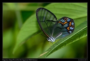  Hypaesia Satyr (Pseudohaetera hypaesia), Wild Sumaco, Ecuador � Janet Zinn 2013