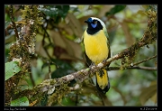 Inca Jay, San Isidro, Ecuador � Janet Zinn 2013