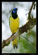  Inca Jay, San Isidro, Ecuador � Janet Zinn 2013