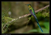  Long-tailed Sylph, Guango, Ecuador � Janet Zinn 2013