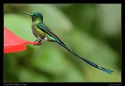  Long-tailed Sylph, Guango, Ecuador � Janet Zinn 2013