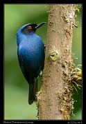  Masked Flowerpiercer, Guango, Ecuador � Janet Zinn 2013
