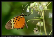  Menophilus Tigerwing (Melinaea menophilus), Wild Sumaco, Ecuador � Janet Zinn 2013