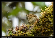  Mountain Wren, San Isidro, Ecuador � Janet Zinn 2013