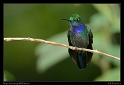  Napo Sabrewing, Wild Sumaco, Ecuador � Janet Zinn 2013