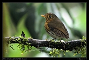  Ochre-breasted Antpitta, Wild Sumaco, Ecuador � Janet Zinn 2013