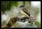  Pale-edged Flycatcher, San Isidro, Ecuador � Janet Zinn 2013