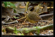  Plain-backed Antpitta, Wild Sumaco, Ecuador � Janet Zinn 2013