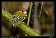  Rufous-crowned Tody-Flycatcher, San Isidro, Ecuador � Janet Zinn 2013