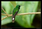  Rufous-vented Whitetip, Wild Sumaco, Ecuador � Janet Zinn 2013