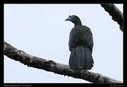  Sickle-winged Guan, San Isidro, Ecuador � Janet Zinn 2013