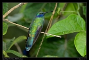  Sparkling Violetear, Wild Sumaco, Ecuador � Janet Zinn 2013