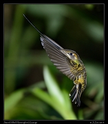  Sword-billed Hummingbird, Guango, Ecuador � Janet Zinn 2013