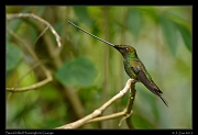  Sword-billed Hummingbird, Guango, Ecuador � Janet Zinn 2013